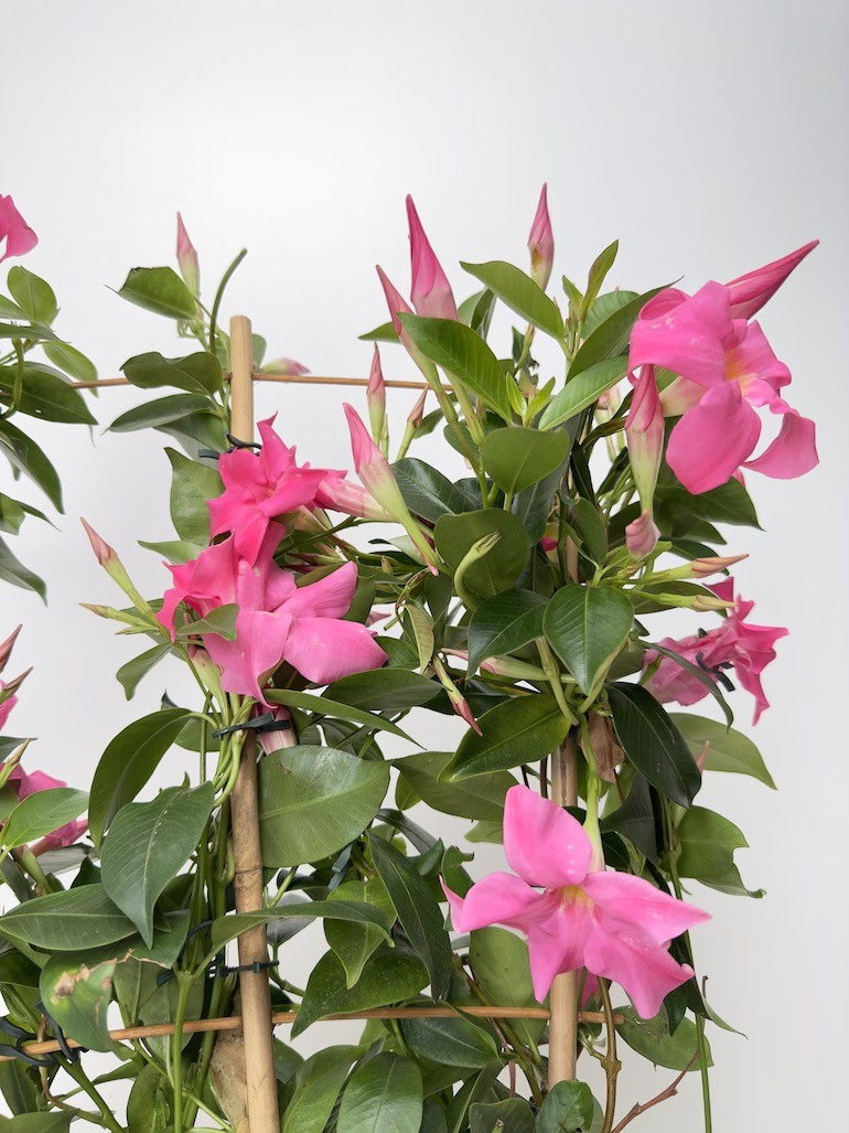 Mandevilla Sundeville Pink
