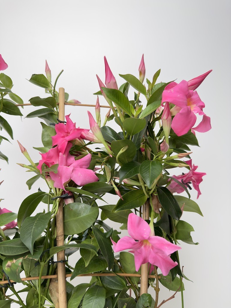 Mandevilla Sundeville Pink