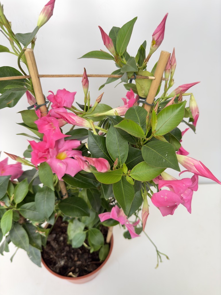 Mandevilla Sundeville Pink