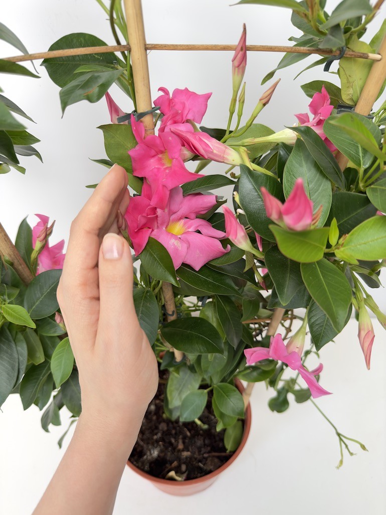 Mandevilla Sundeville Pink