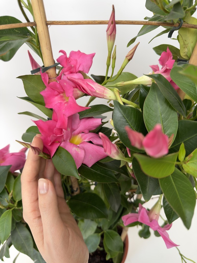 Mandevilla Sundeville Pink
