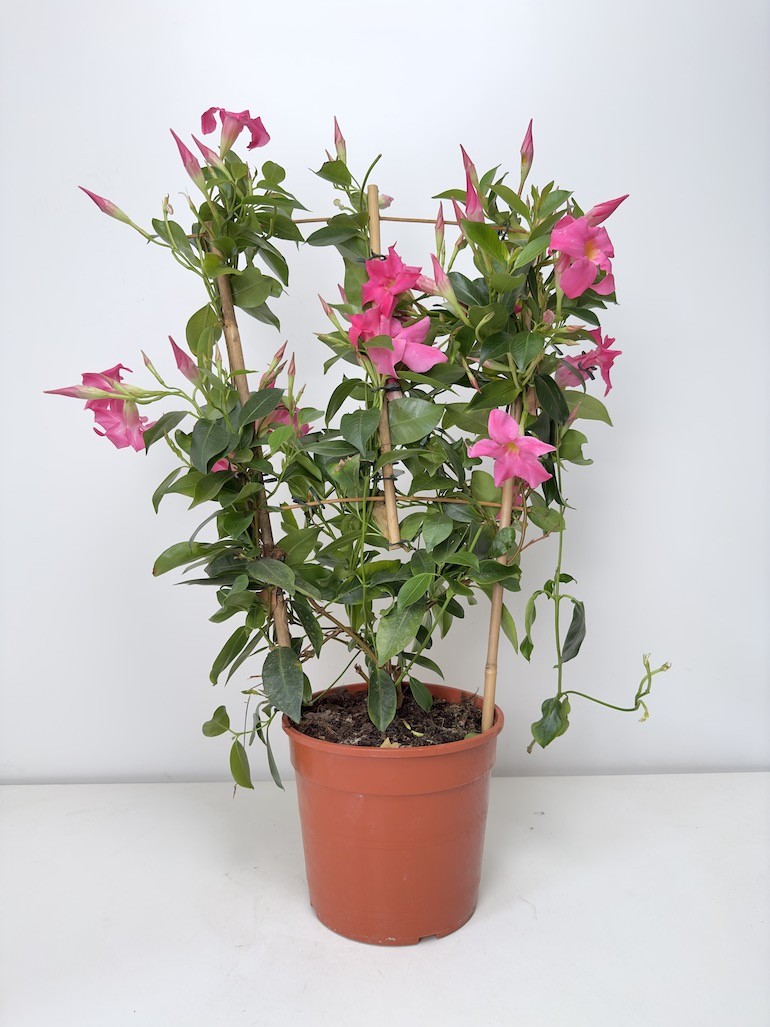 Mandevilla Sundeville Pink