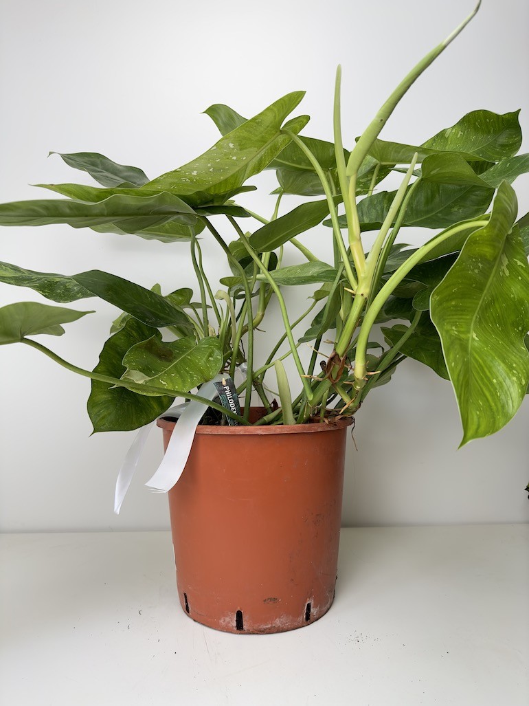 Philodendron Jose Bueno, sadzonka cięta