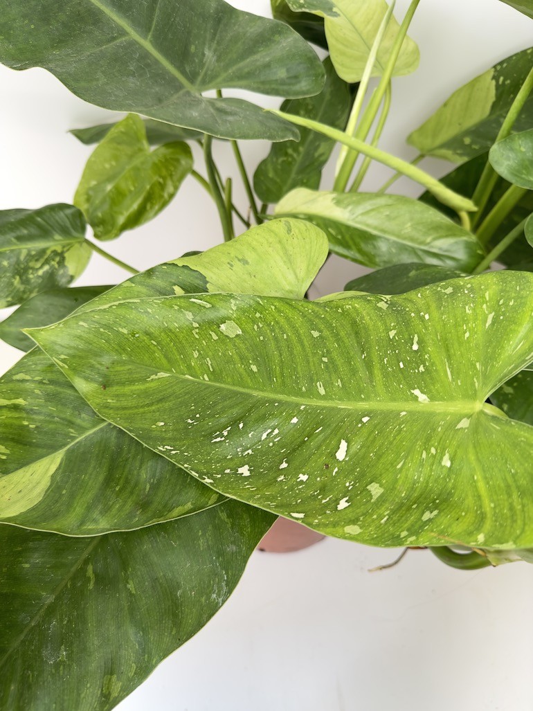 Philodendron Jose Bueno, sadzonka cięta