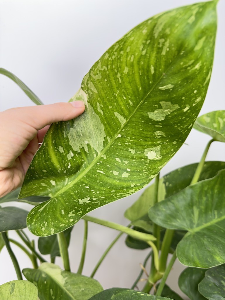 Philodendron Jose Bueno, sadzonka cięta