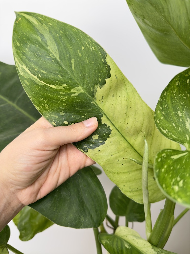 Philodendron Jose Bueno, sadzonka cięta