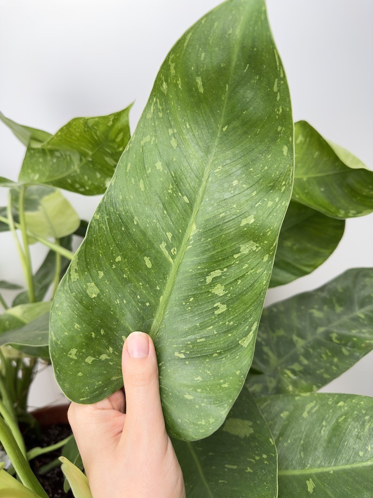 Philodendron Jose Bueno, sadzonka cięta