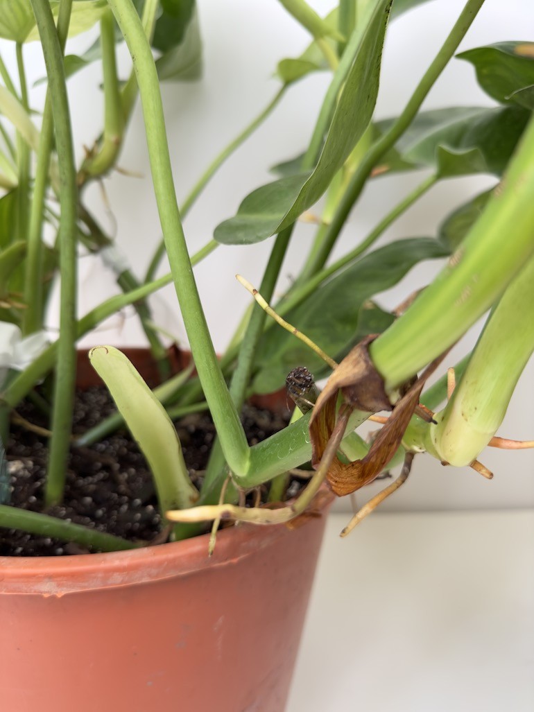 Philodendron Jose Bueno, sadzonka cięta