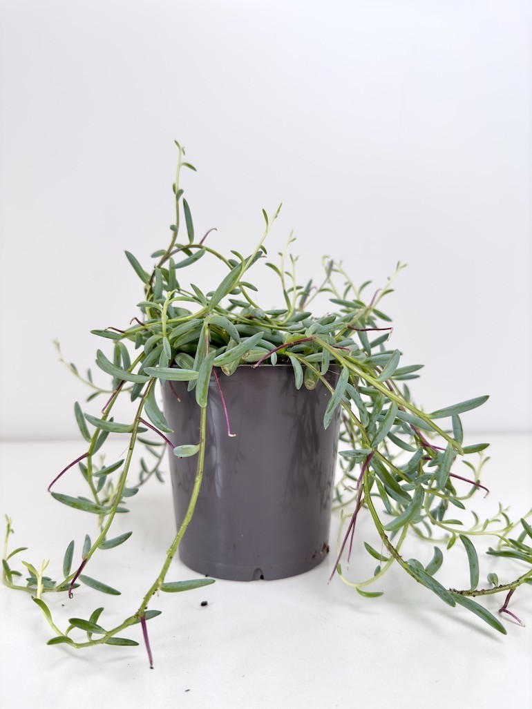 Senecio Hallianus