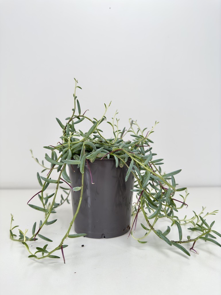 Senecio Hallianus