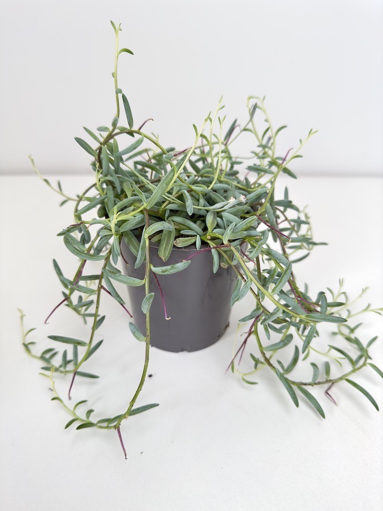 Senecio Hallianus