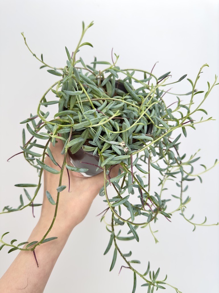 Senecio Hallianus