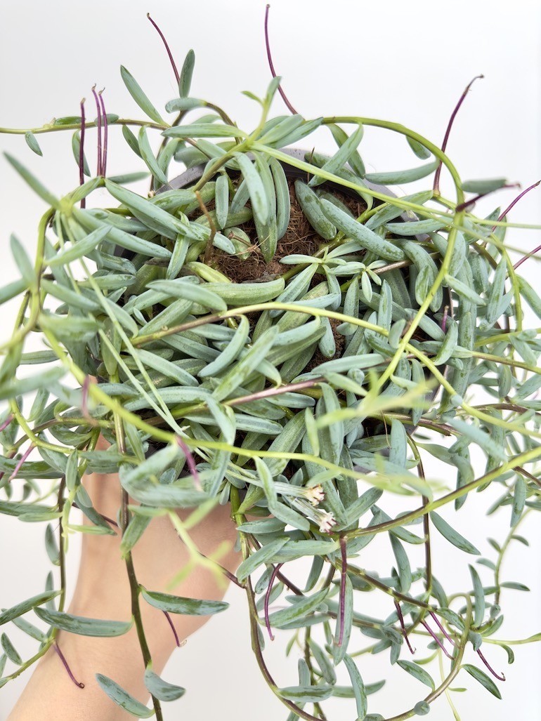 Senecio Hallianus