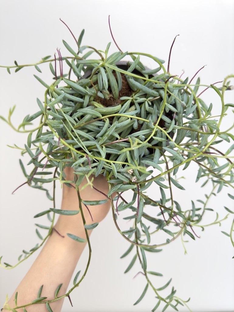 Senecio Hallianus