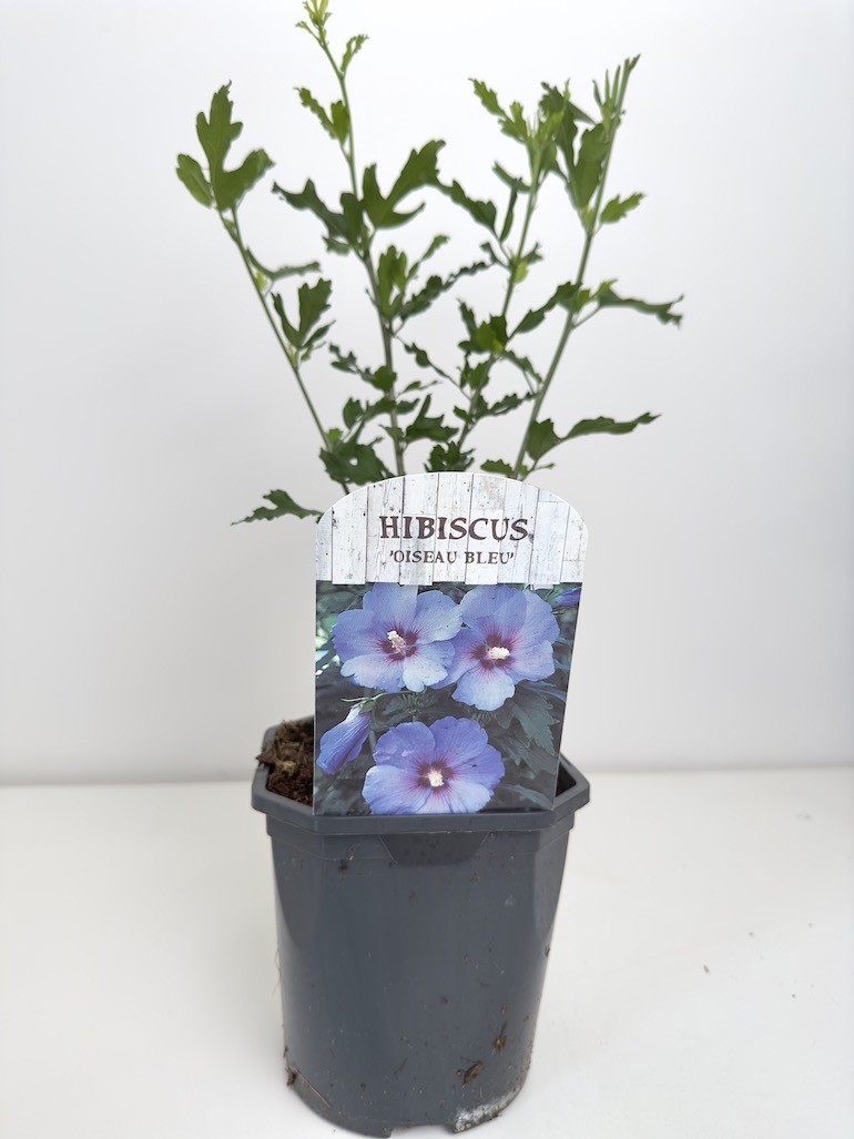 Hibiskus Oiseau Bleu