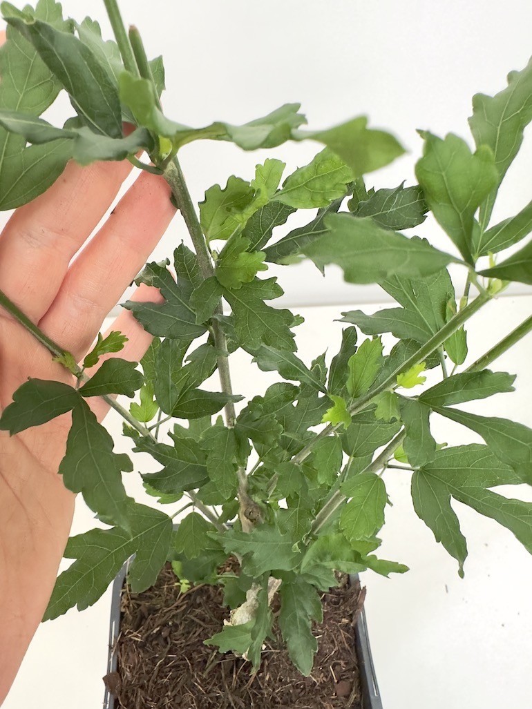 Hibiskus Oiseau Bleu
