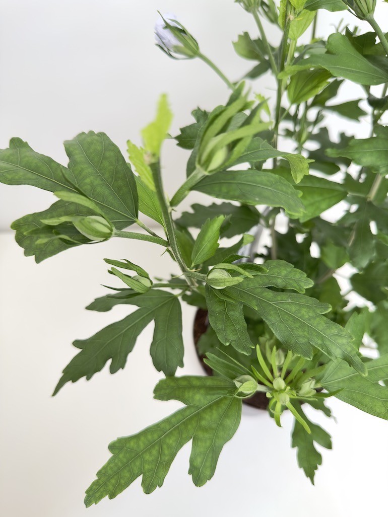 Hibiskus Oiseau Bleu