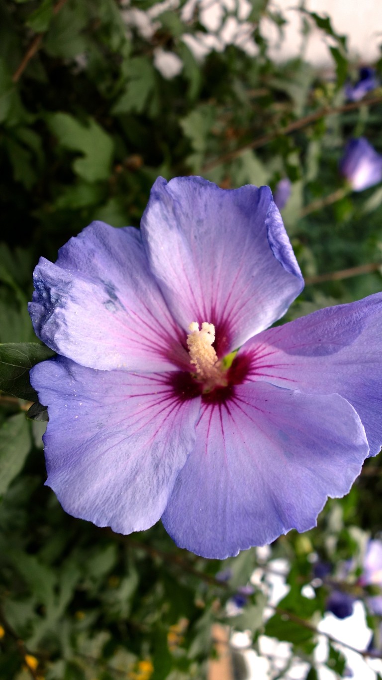 Hibiskus Oiseau Bleu