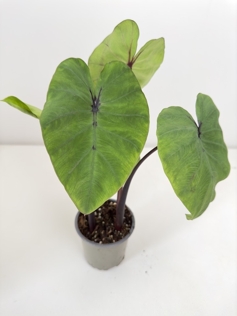 Colocasia Pharaohs Mask