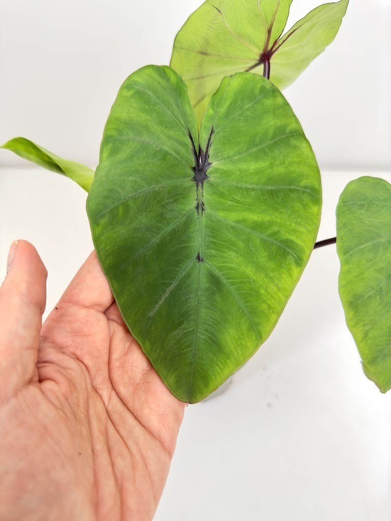 Colocasia Pharaohs Mask