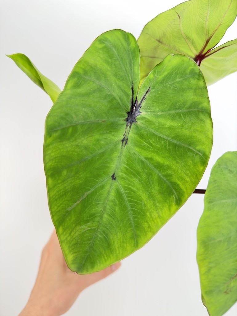 Colocasia Pharaohs Mask