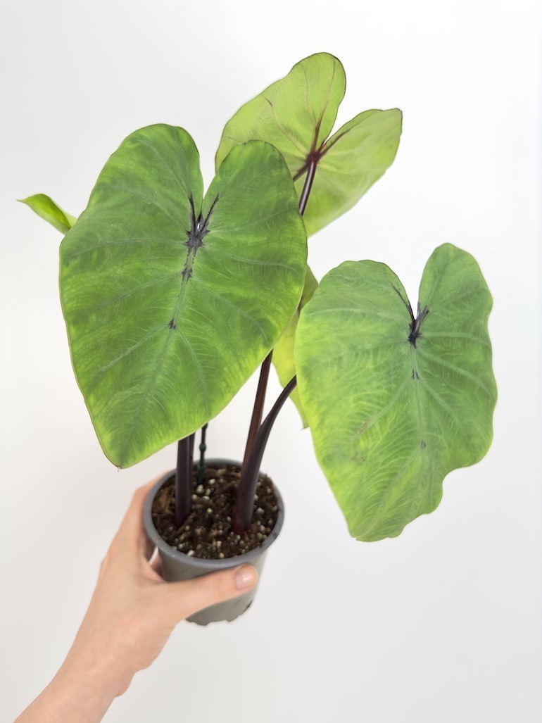 Colocasia Pharaohs Mask