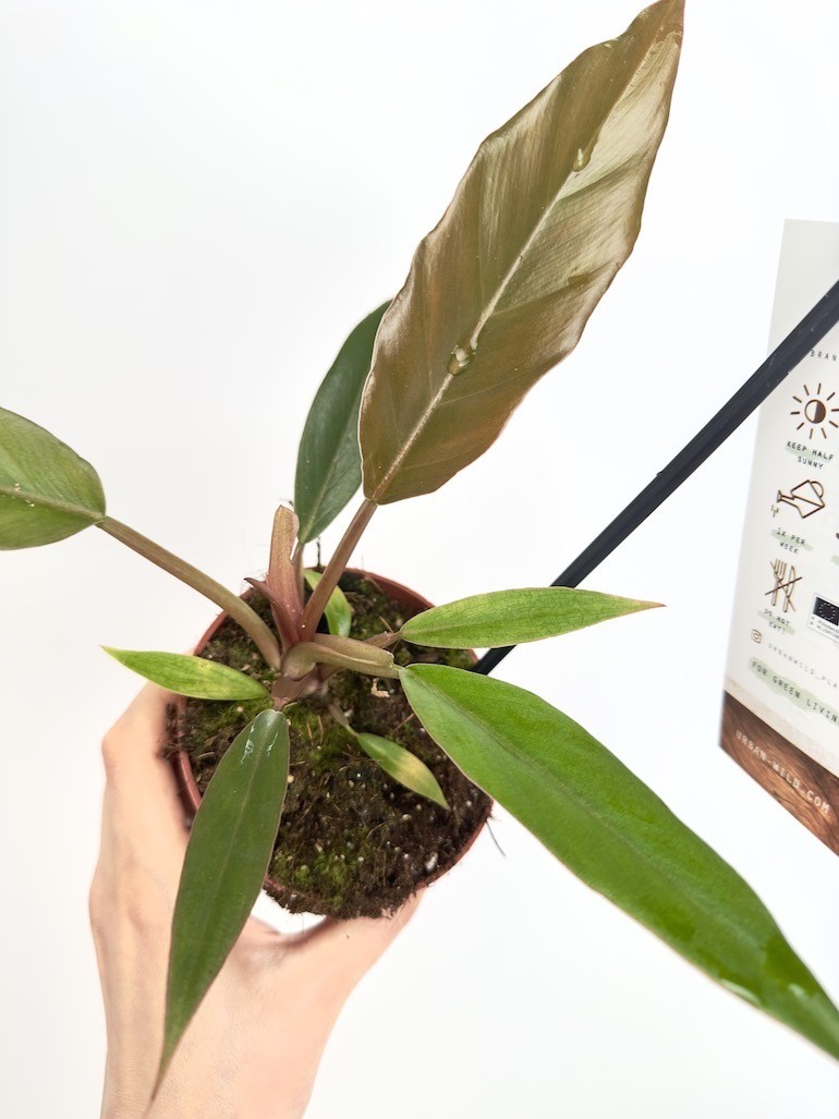 Philodendron Caramel Pluto