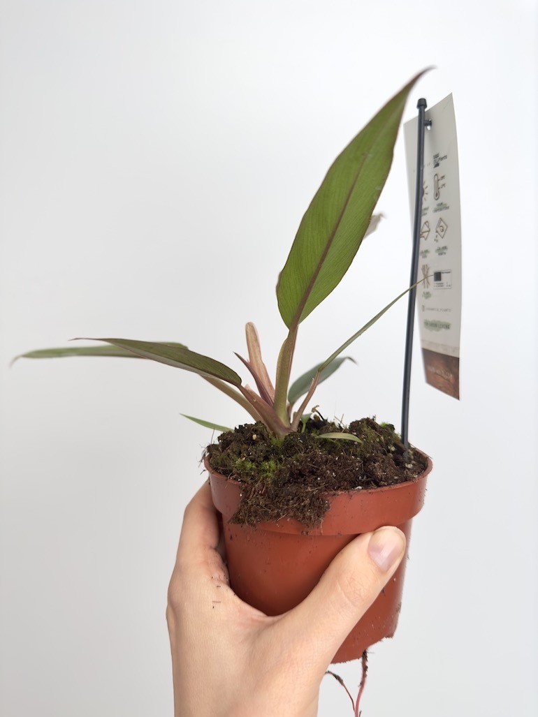 Philodendron Caramel Pluto