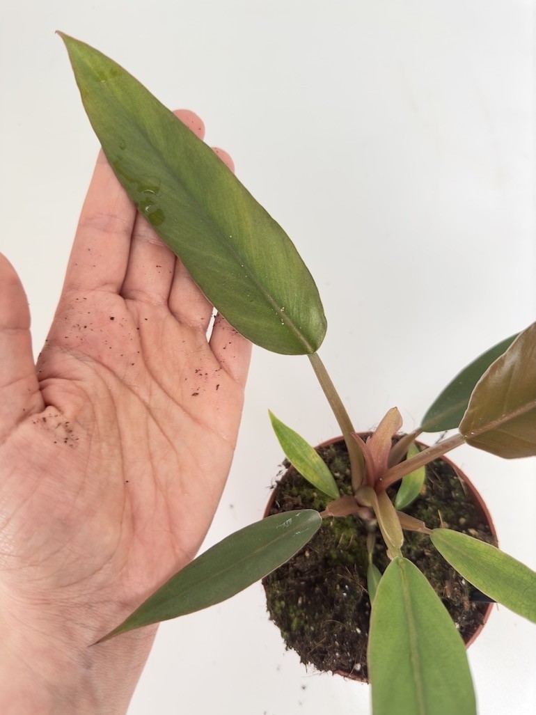 Philodendron Caramel Pluto