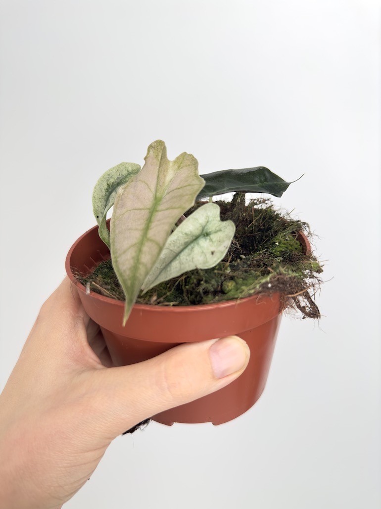 Alocasia Polly Variegata
