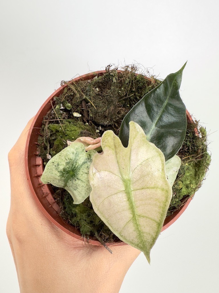 Alocasia Polly Variegata