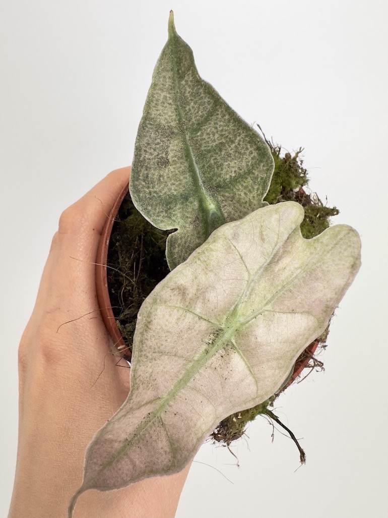Alocasia Polly Variegata