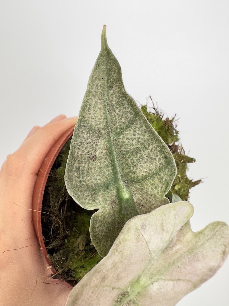 Alocasia Polly Variegata