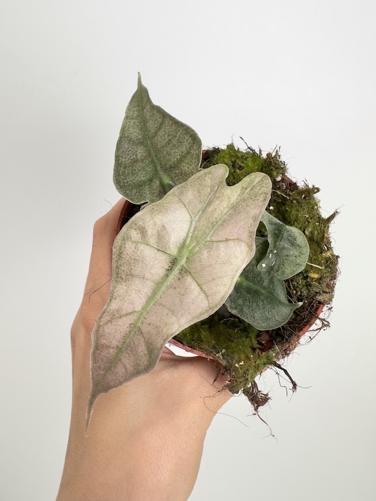 Alocasia Polly Variegata