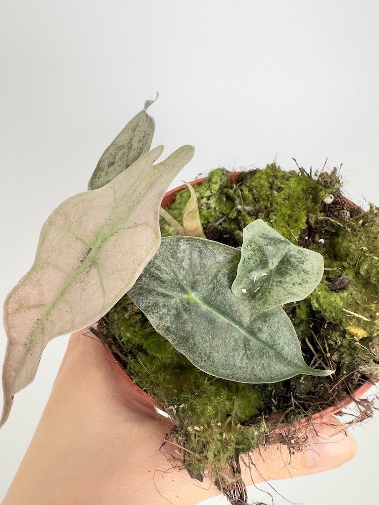 Alocasia Polly Variegata