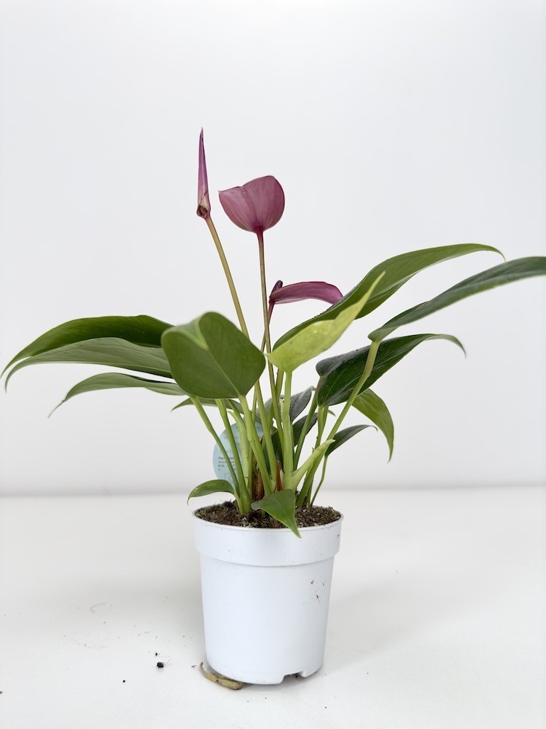 Anthurium Zizou