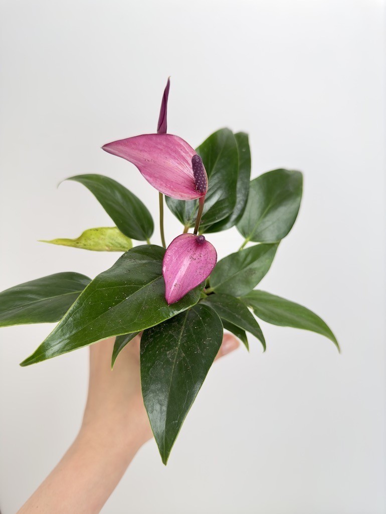 Anthurium Zizou