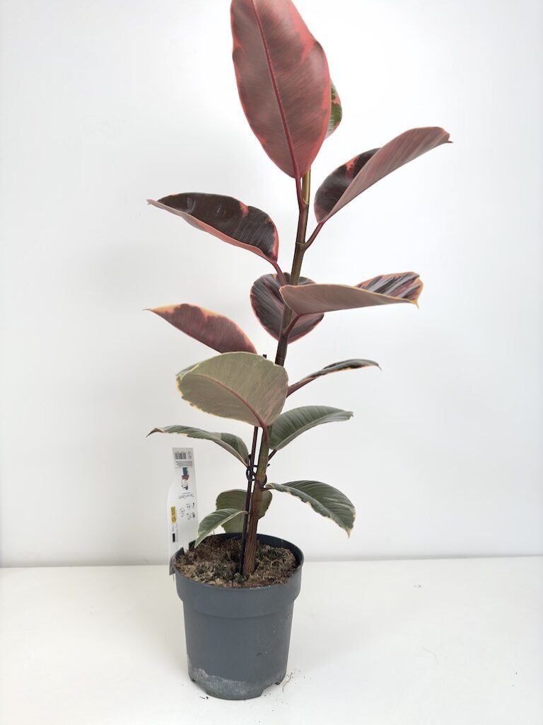 Ficus Tineke Figowiec sprężysty