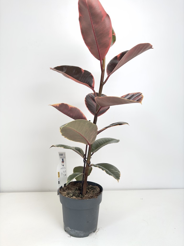 Ficus Tineke Figowiec sprężysty