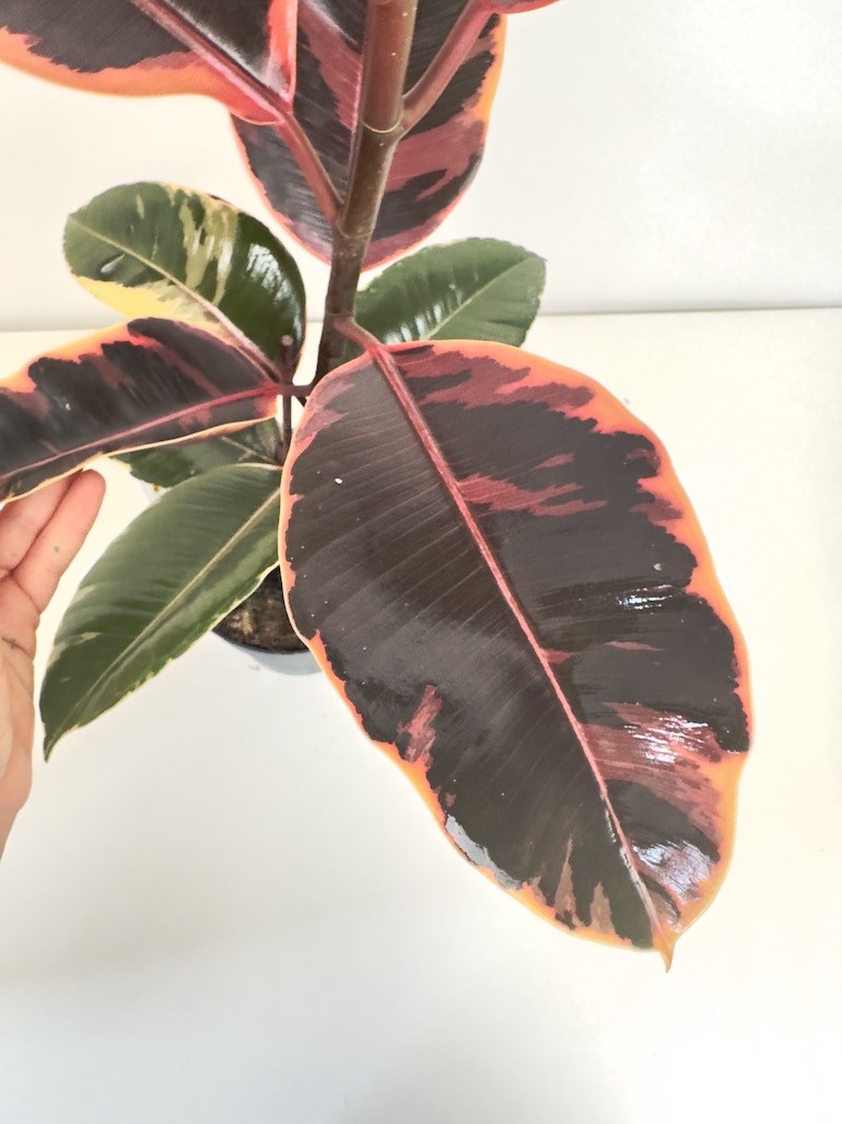 Ficus Tineke Figowiec sprężysty