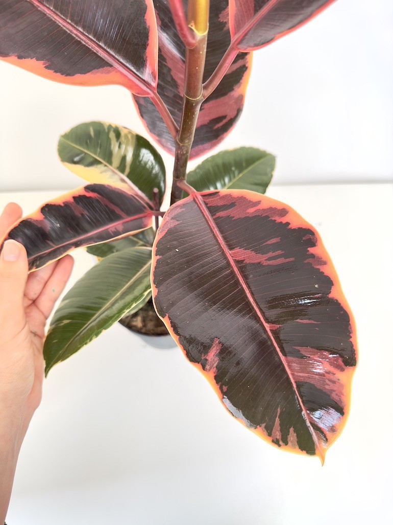 Ficus Tineke Figowiec sprężysty