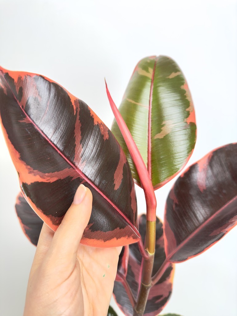 Ficus Tineke Figowiec sprężysty