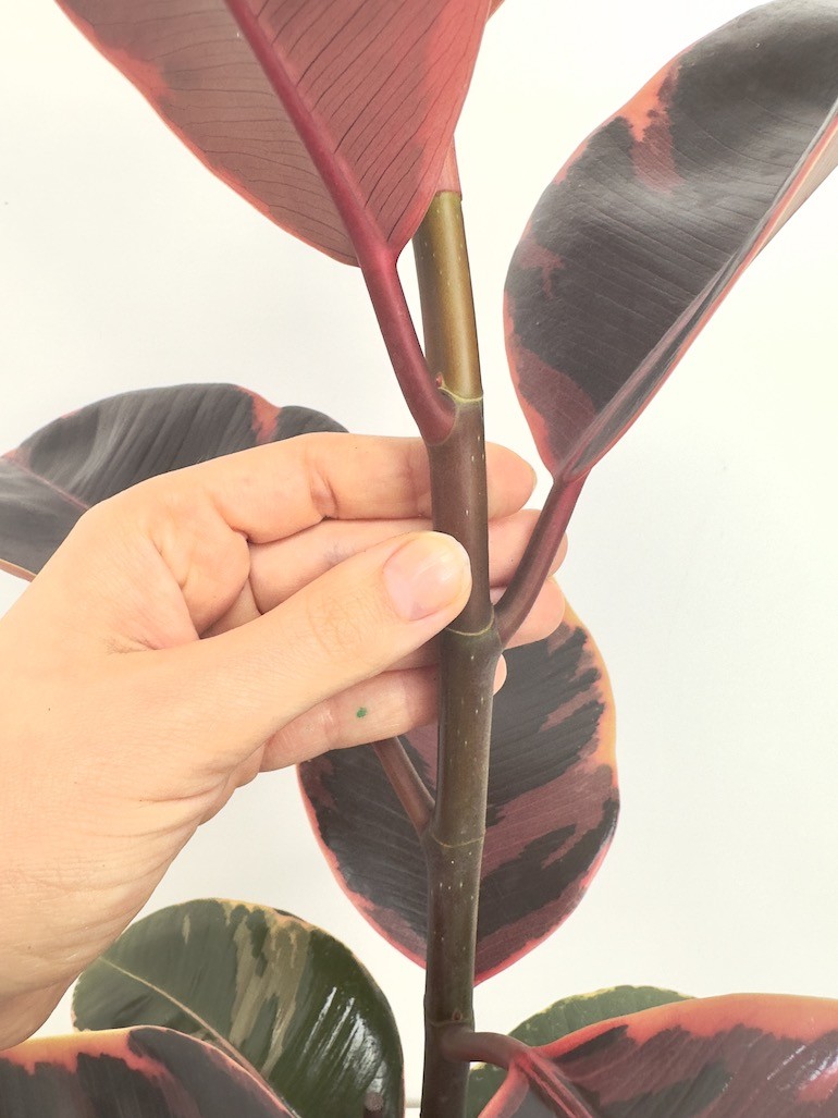 Ficus Tineke Figowiec sprężysty