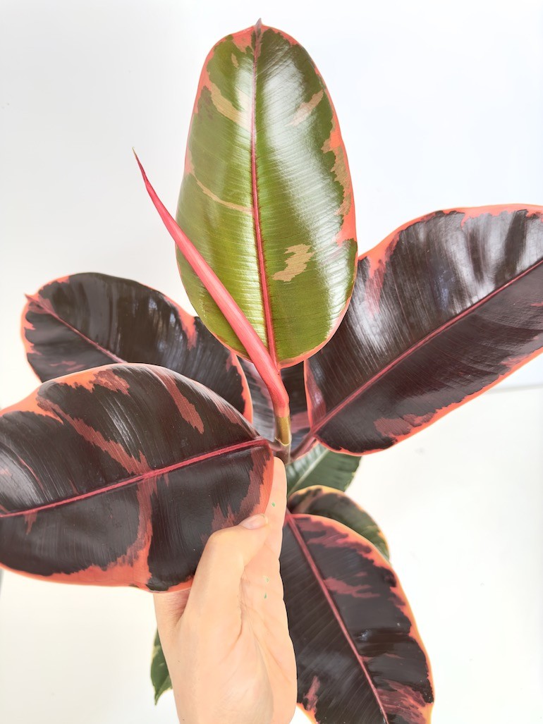 Ficus Tineke Figowiec sprężysty