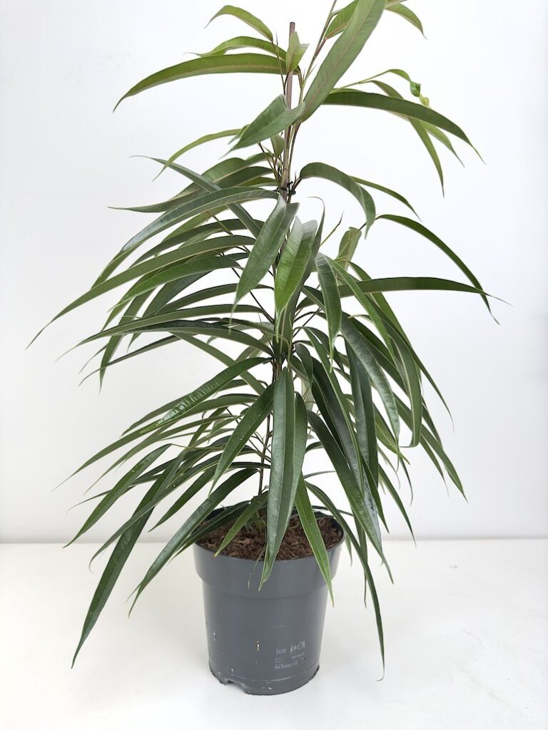 Ficus Alii