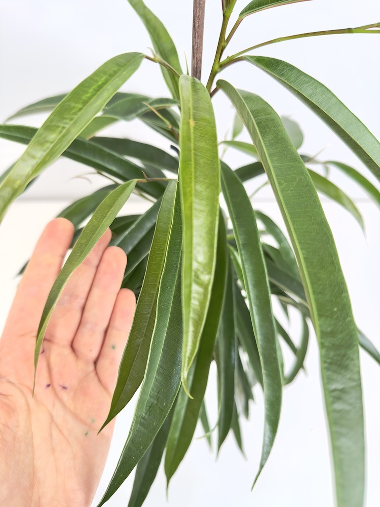 Ficus Alii