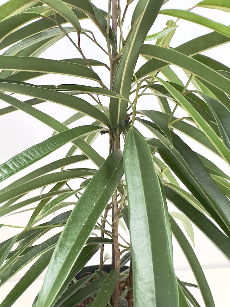 Ficus Alii