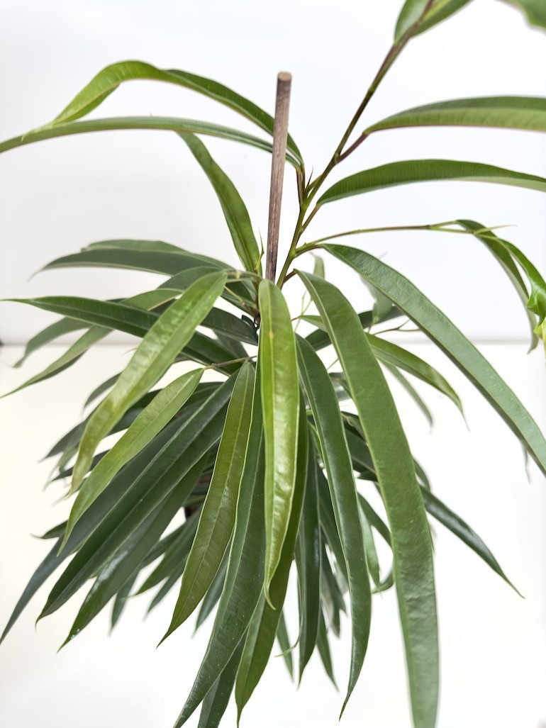 Ficus Alii