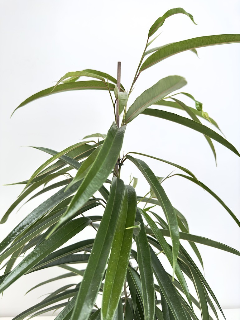 Ficus Alii