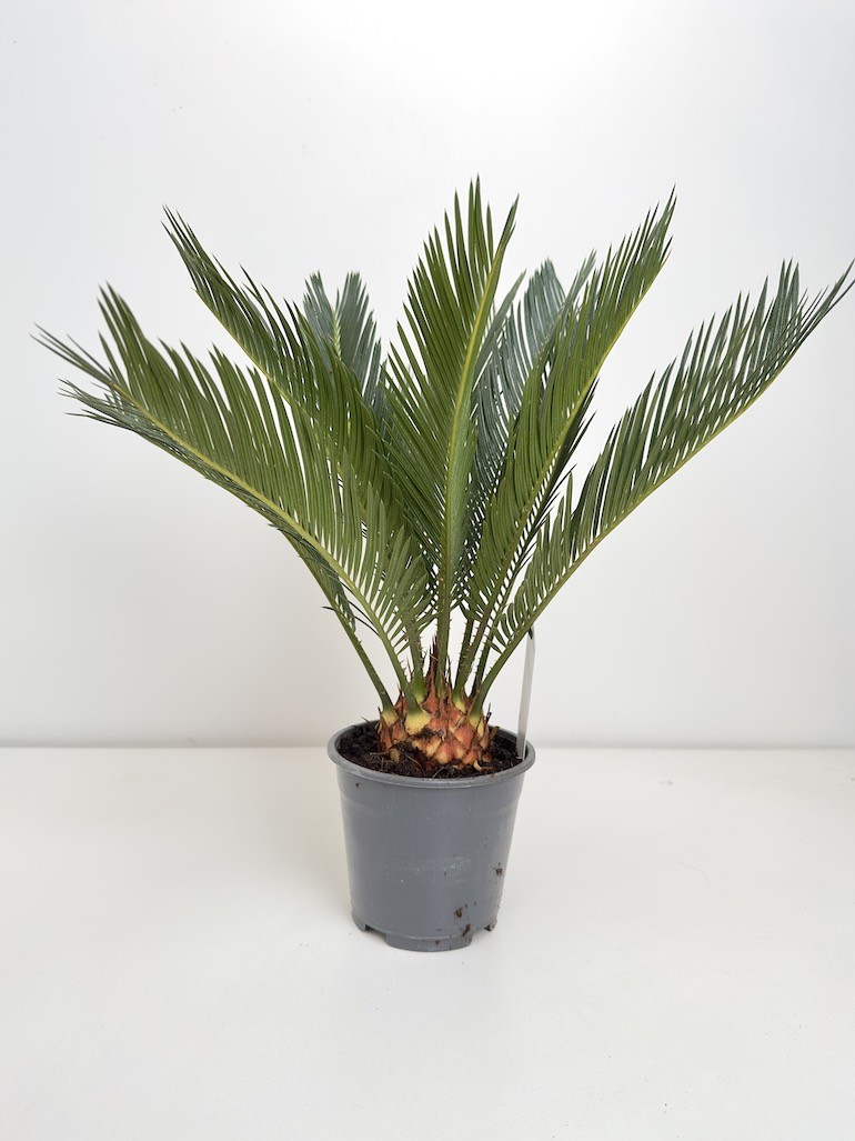 Cykas Revoluta (palma cycas)